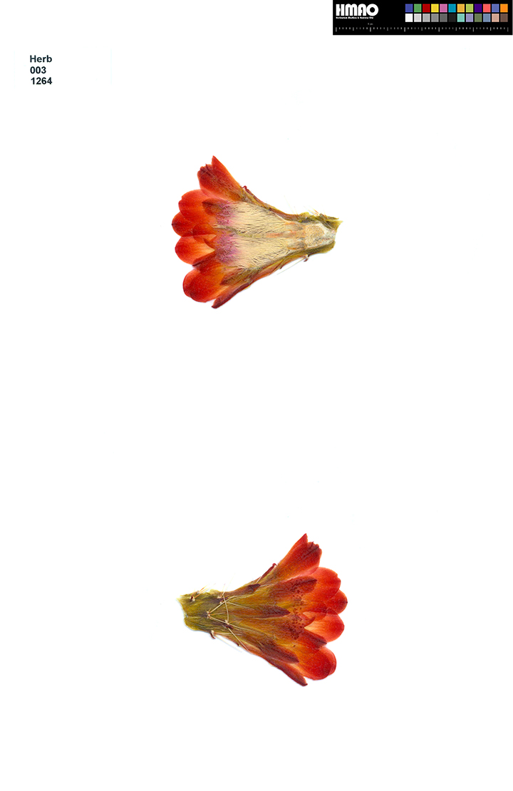 HMAO-003-1264 - Echinocereus coccineus roemeri, USA, Texas, Gillespie Co., BW112