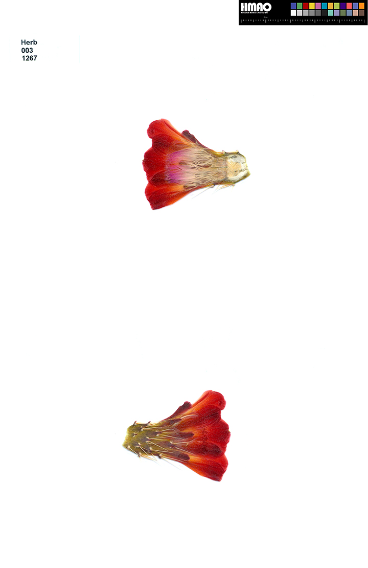 HMAO-003-1267 - Echinocereus coccineus roemeri, USA, Texas, Real Co., BW111