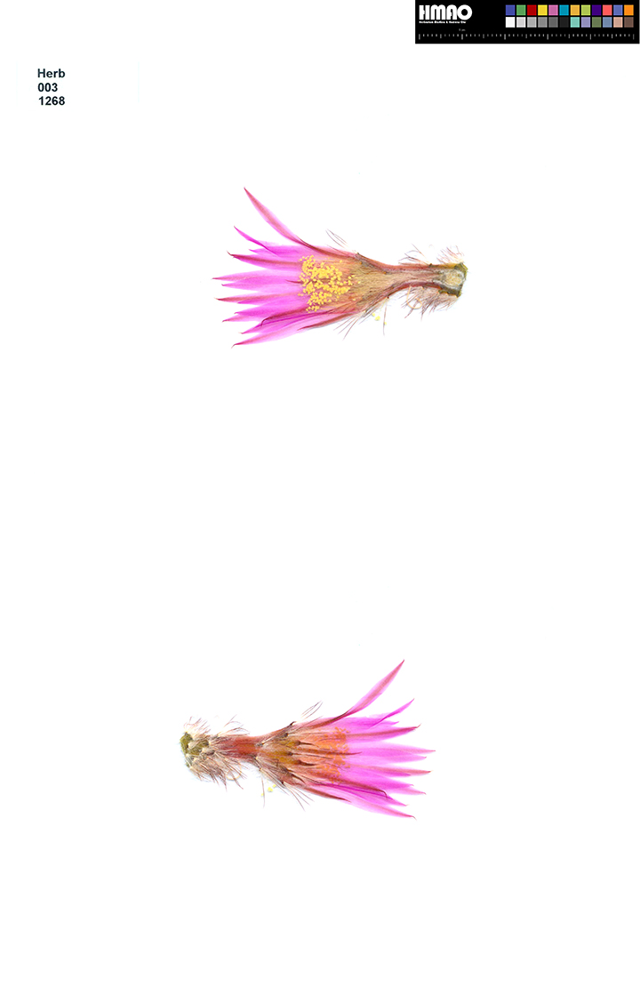 HMAO-003-1268 - Echinocereus laui, Mexico, Sonora