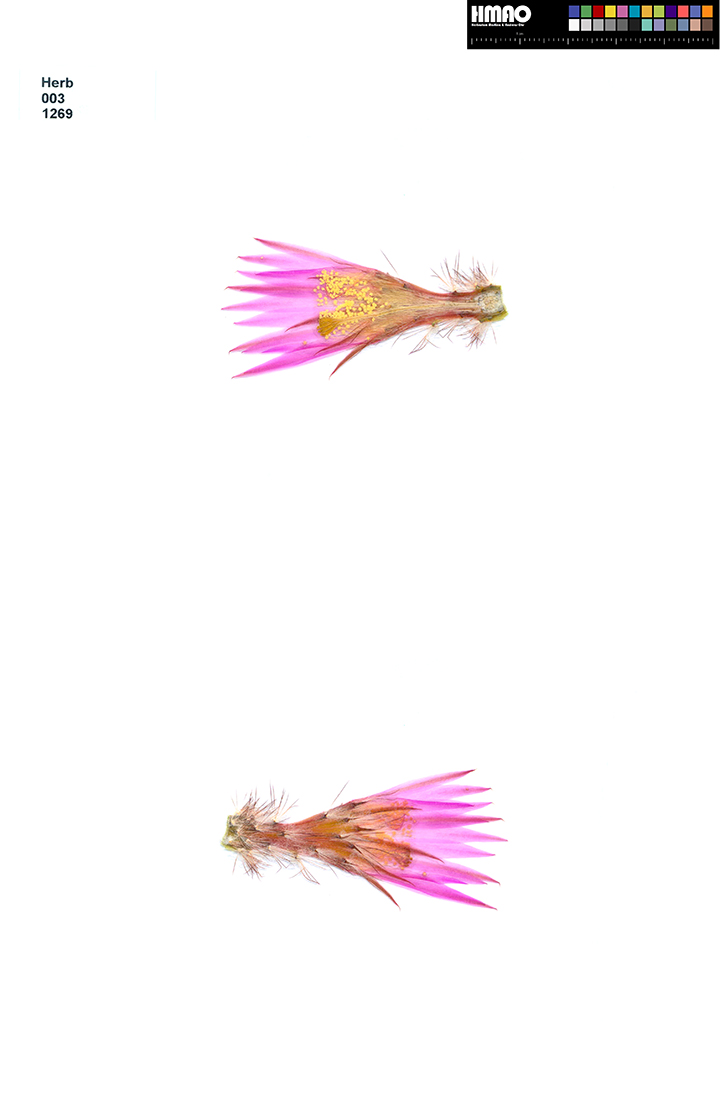 HMAO-003-1269 - Echinocereus laui, Mexico, Sonora