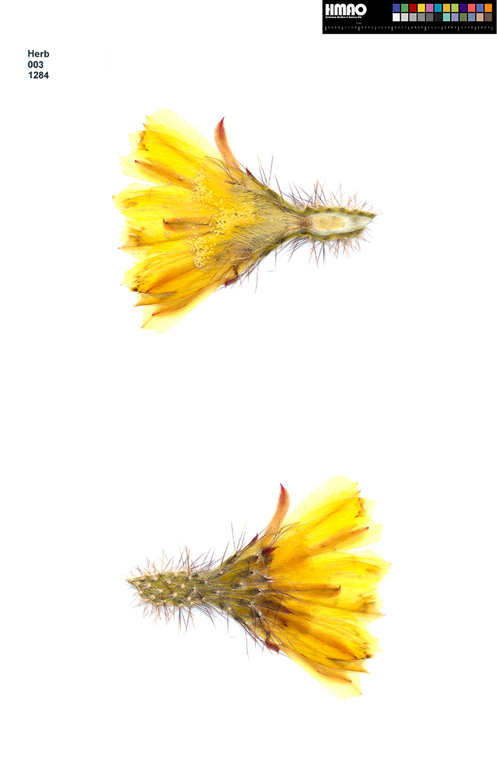 HMAO-003-1284 - Echinocereus subinermis, Mexico