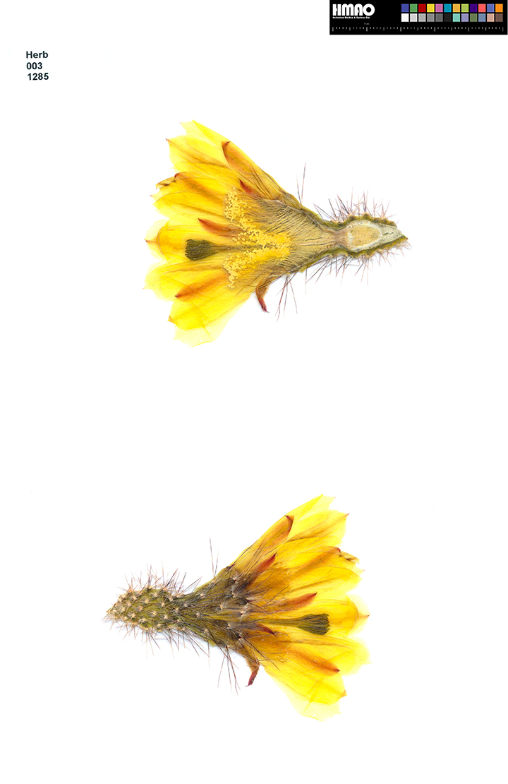 HMAO-003-1285 - Echinocereus subinermis, Mexico