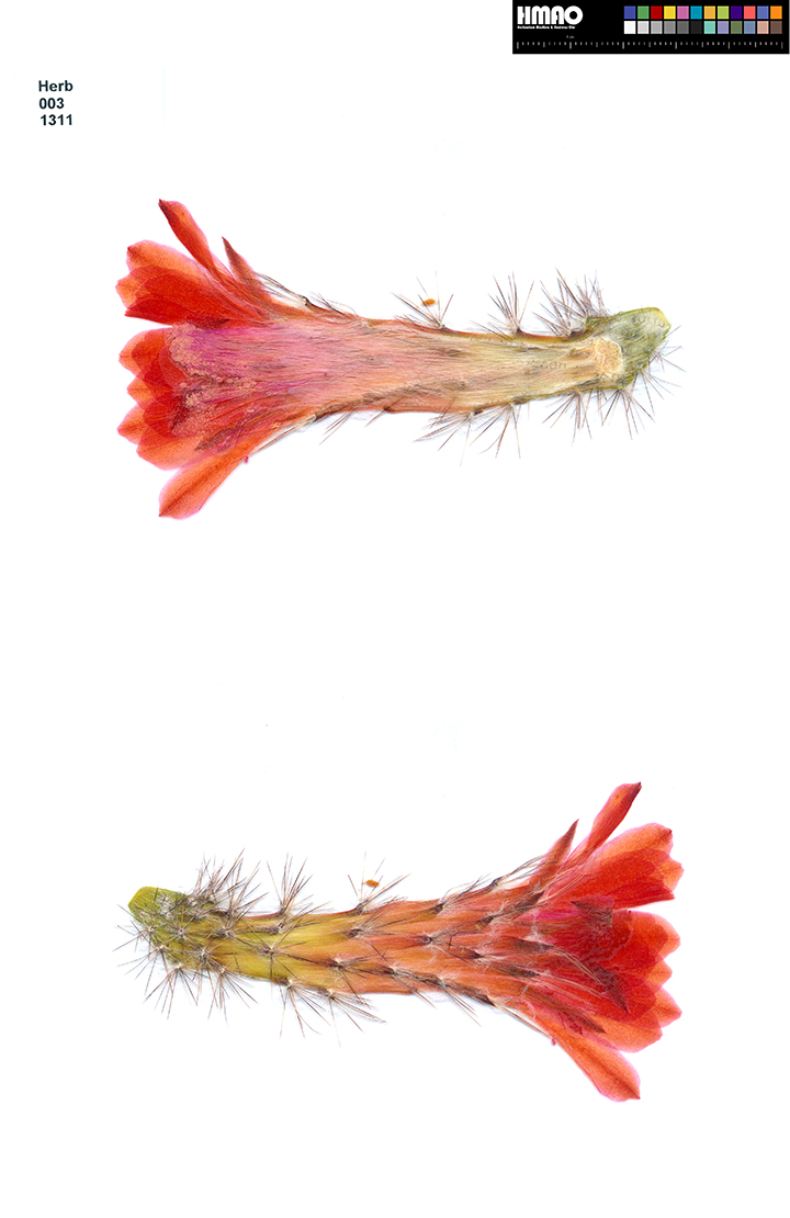 HMAO-003-1311 - Echinocereus ortegae, Mexico, Durango, Canelas - Topia