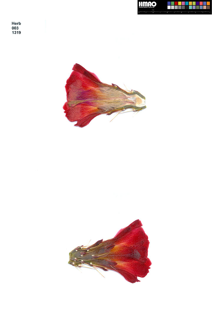HMAO-003-1319 - Echinocereus triglochidiatus, USA, New Mexico, Santa Fe
