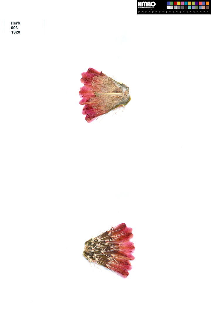 HMAO-003-1320 - Echinocereus coccineus Hybride, USA