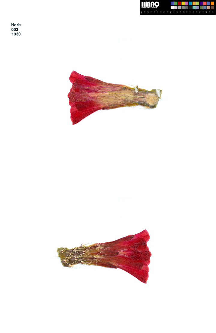 HMAO-003-1330 - Echinocereus triglochidiatus, USA, Colorado, Slick Rock