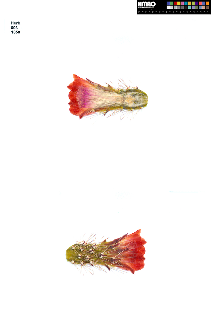 HMAO-003-1358 - Echinocereus coccineus rosei, USA, New Mexico, Red Rock, BW161