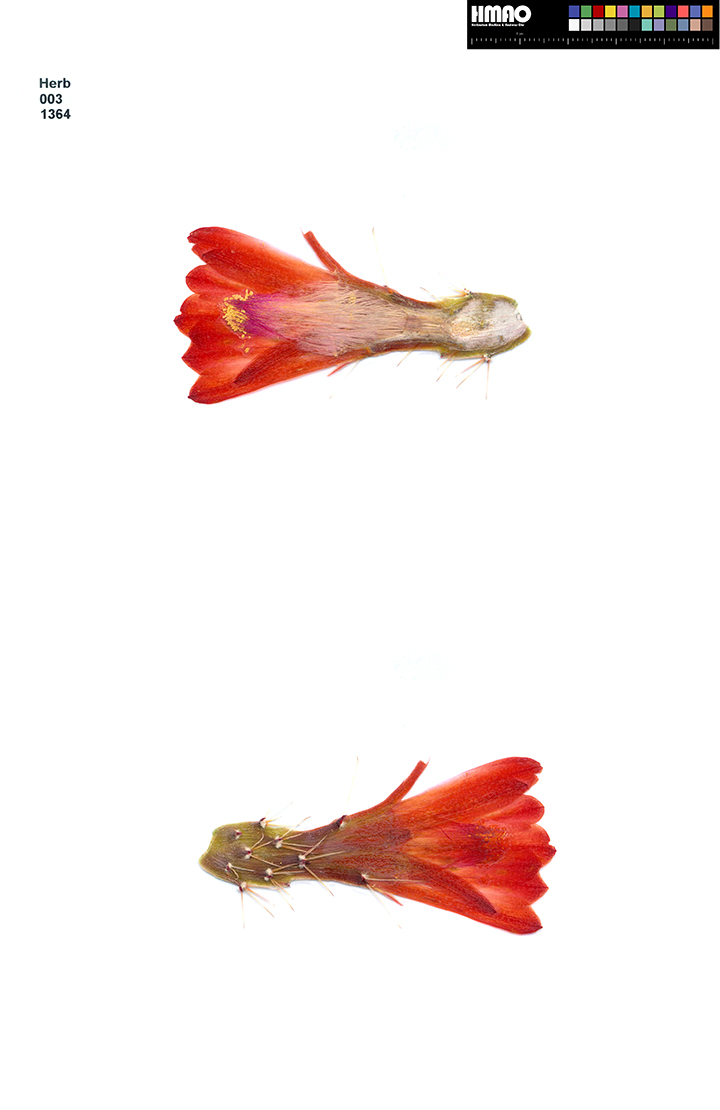 HMAO-003-1364 - Echinocereus triglochidiatus gonacanthus, USA, New Mexico, Grants