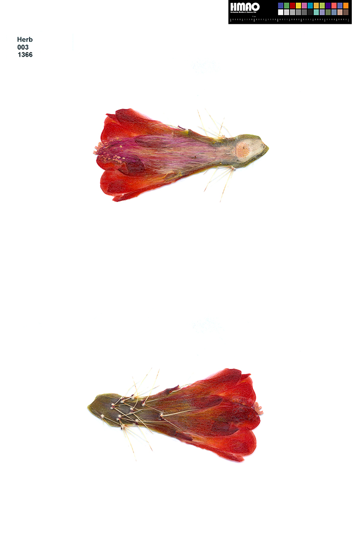 HMAO-003-1366 - Echinocereus mojavensis, USA, Zuniland