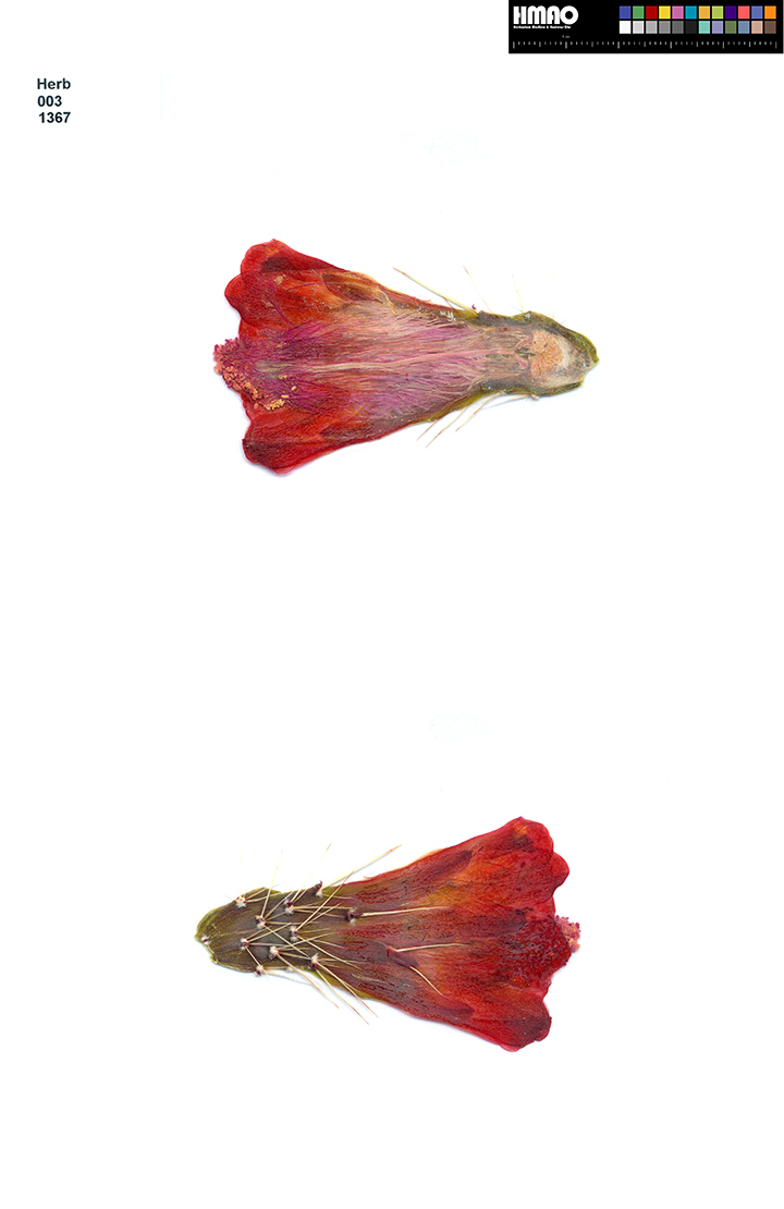 HMAO-003-1367 - Echinocereus mojavensis, USA, Zuniland