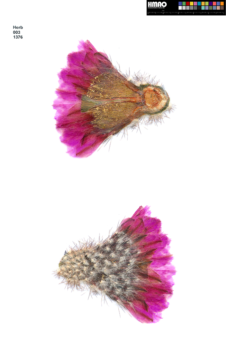 HMAO-003-1376 - Echinocereus reichenbachii caespitosus, USA, Texas, Jack County