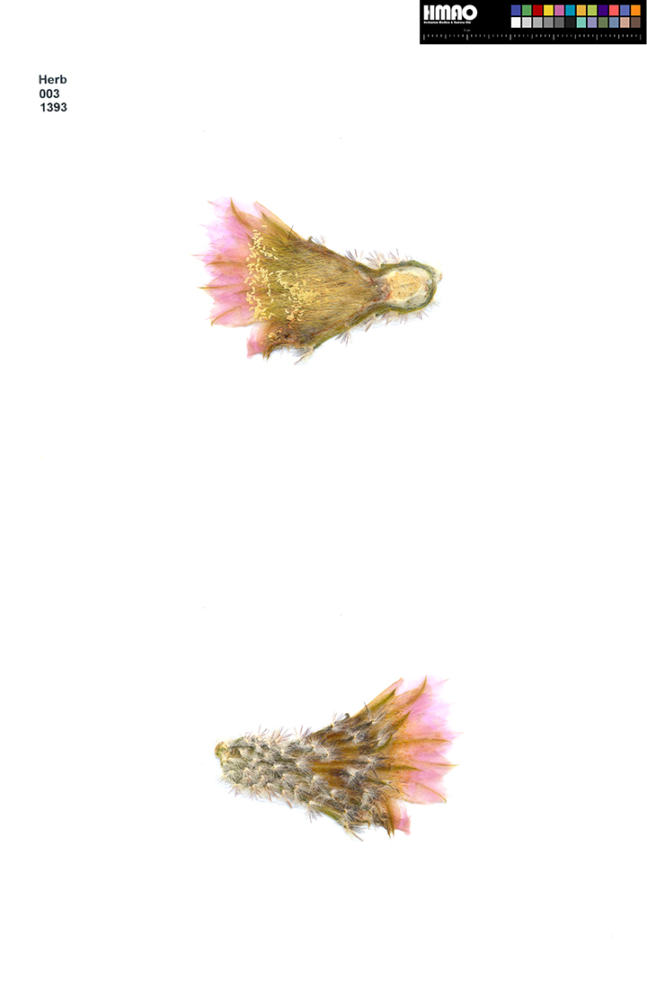 HMAO-003-1393 - Echinocereus reichenbachii caespitosus, USA, Oklahoma, Johnston County