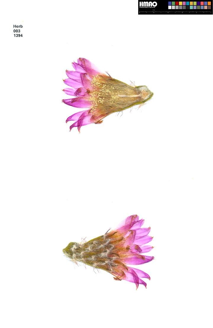 HMAO-003-1394 - Echinocereus reichenbachii caespitosus, USA, Oklahoma, Johnston County