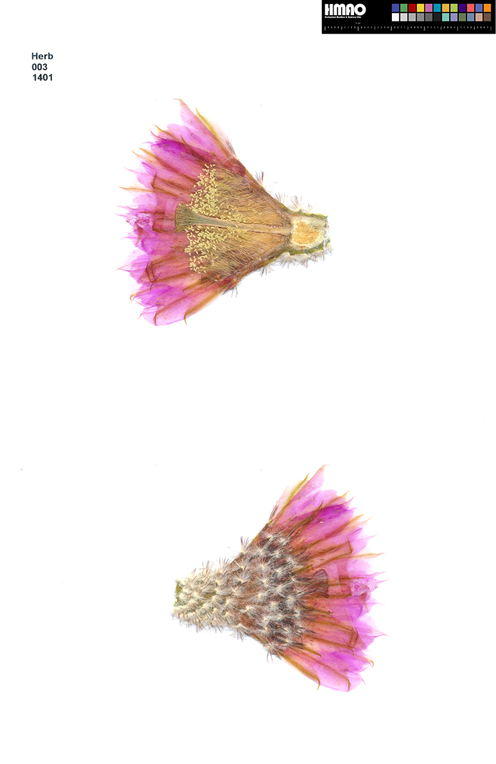 HMAO-003-1401 - Echinocereus reichenbachii caespitosus, USA, Oklahoma, Murray County