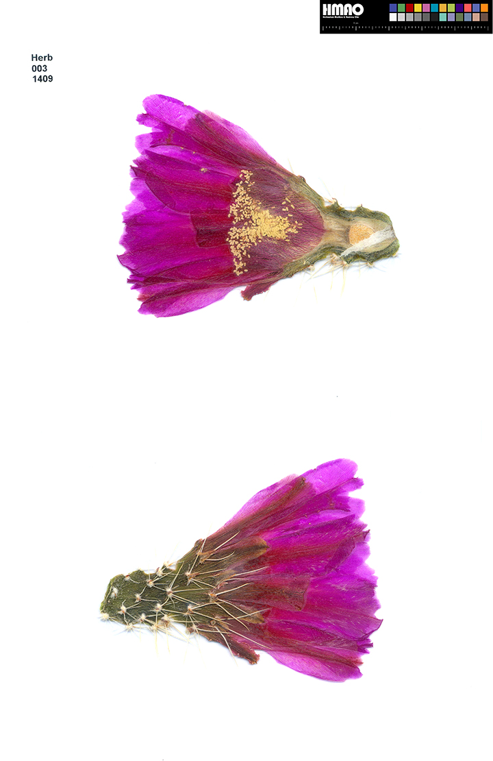HMAO-003-1409 - Echinocereus enneacanthus carnosus, USA, Texas, McCamey