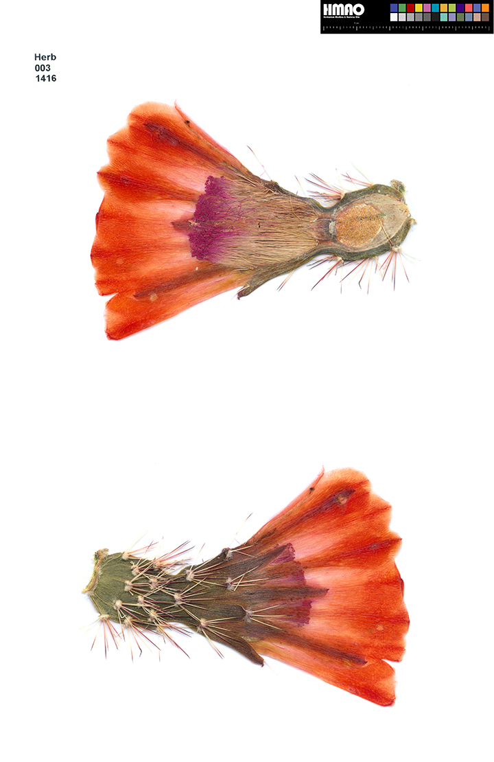 HMAO-003-1416 - Echinocereus xllyodii, USA, Texas, Crockett County