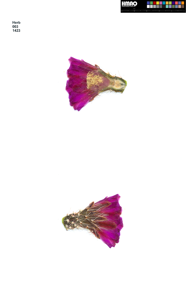 HMAO-003-1423 - Echinocereus enneacanthus carnosus, USA, Texas, Ft. Lancaster