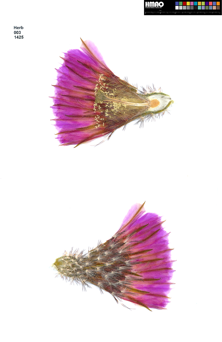 HMAO-003-1425 - Echinocereus reichenbachii caespitosus, USA, Texas, Burnet County