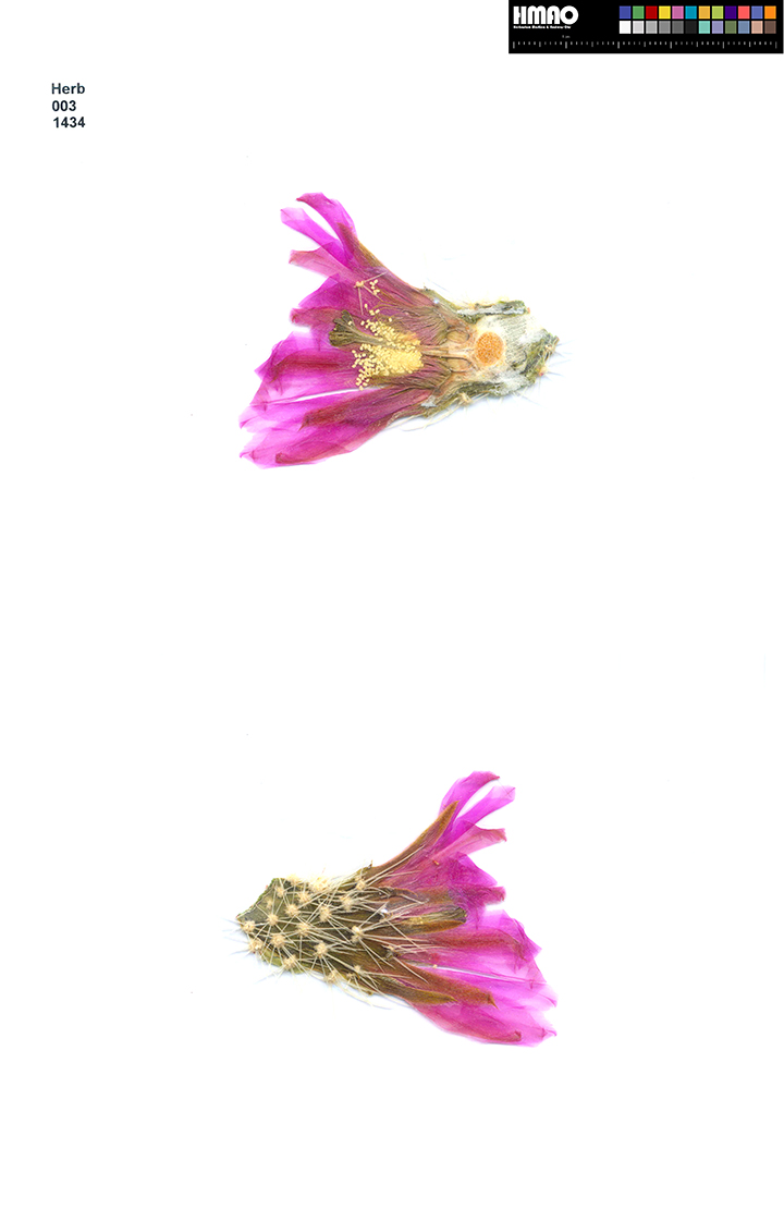 HMAO-003-1434 - Echinocereus ledingii, USA, Arizona