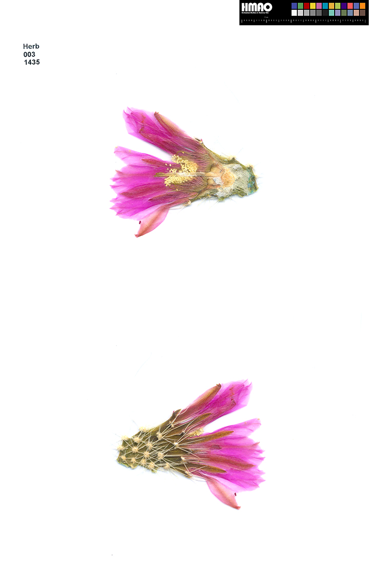 HMAO-003-1435 - Echinocereus ledingii, USA, Arizona