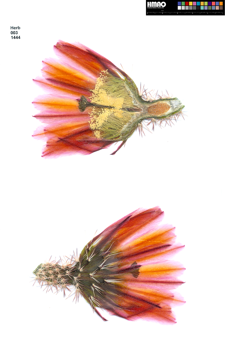 HMAO-003-1444 - Echinocereus dasyacanthus, USA, Texas, Pecos Co.