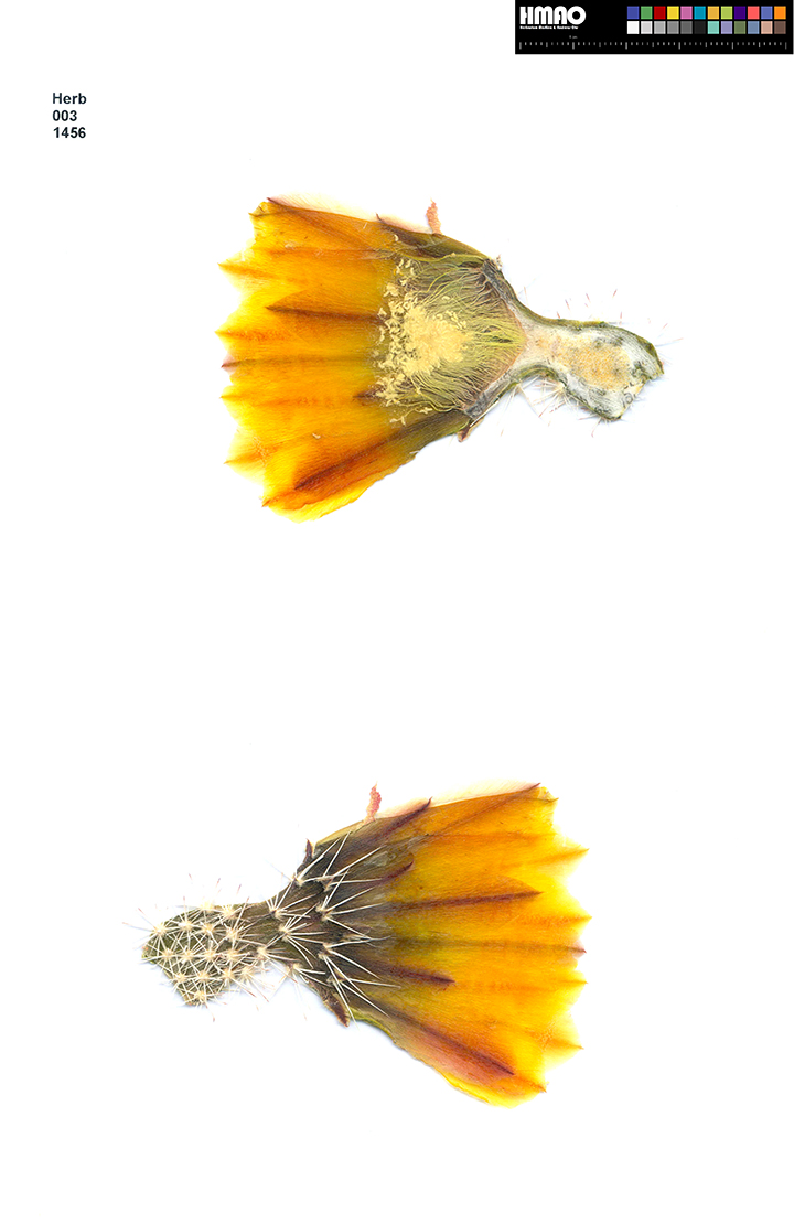 HMAO-003-1456 - Echinocereus ctenoides, Mexico, Coahuila, La Babia