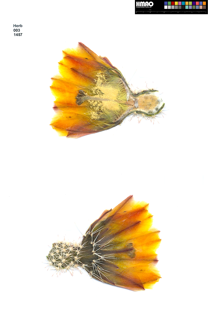 HMAO-003-1457 - Echinocereus ctenoides, Mexico, Coahuila, La Babia