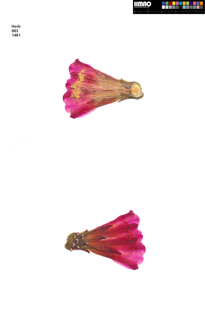 HMAO-003-1461 - Echinocereus mojavensis inermis, USA, Utah
