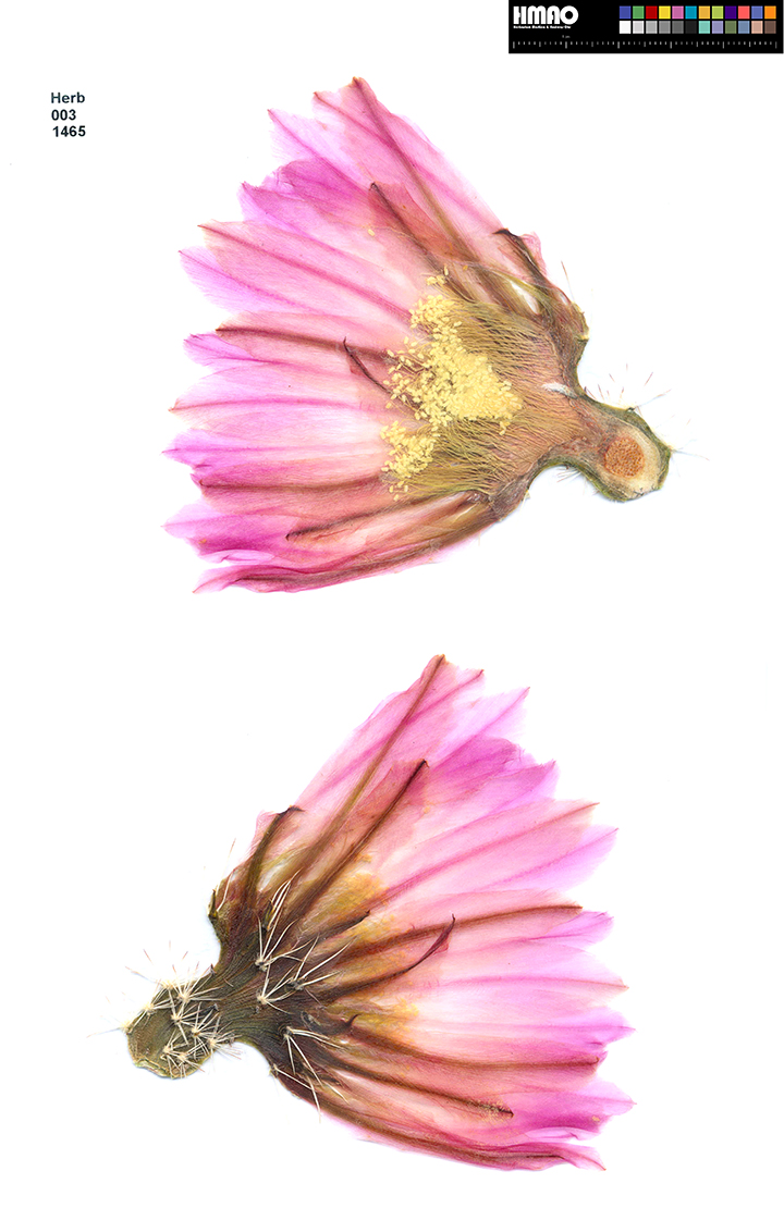 HMAO-003-1465 - Echinocereus pectinatus, Mexico, San Luis Potosi, Charco Blanco, CSD89