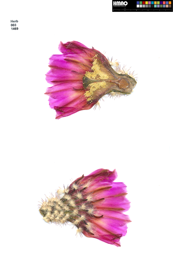 HMAO-003-1469 - Echinocereus reichenbachii burrensis, Mexico, Coahuila, Sierra del Carmen