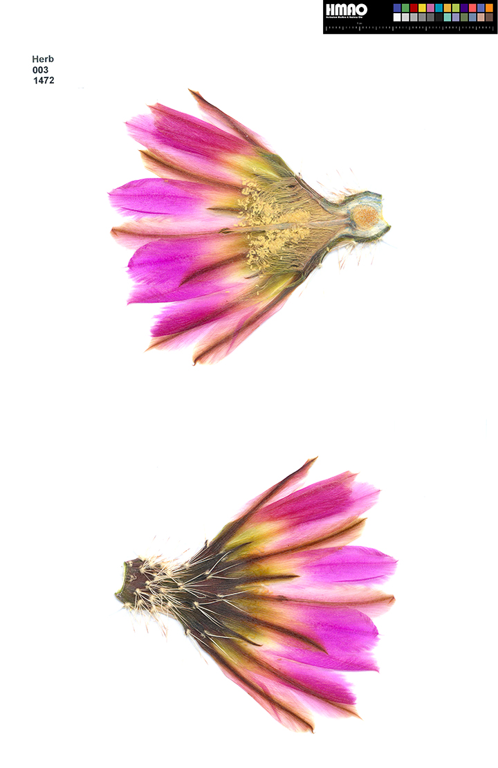 HMAO-003-1472 - Echinocereus pectinatus wenigeri, USA, Texas, Pecos Co., BW116