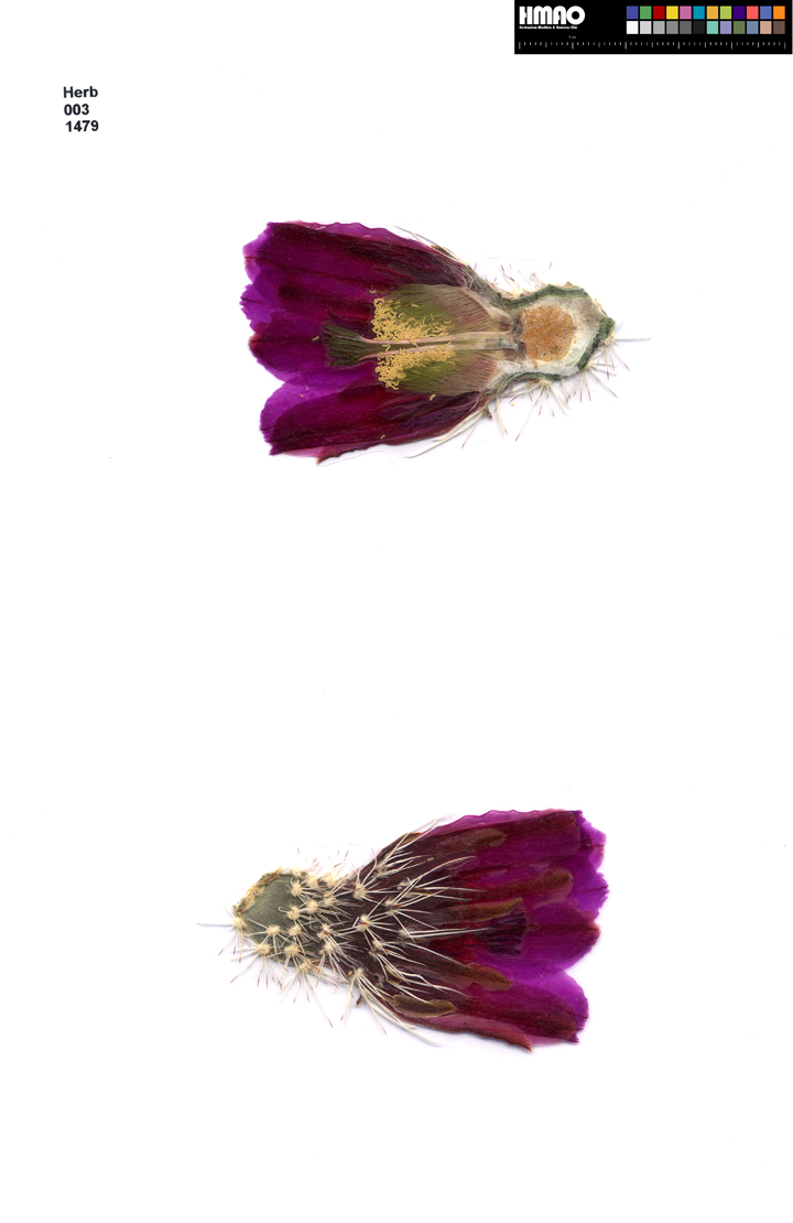 HMAO-003-1479 - Echinocereus engelmannii, USA, Arizona, Mohave Co.