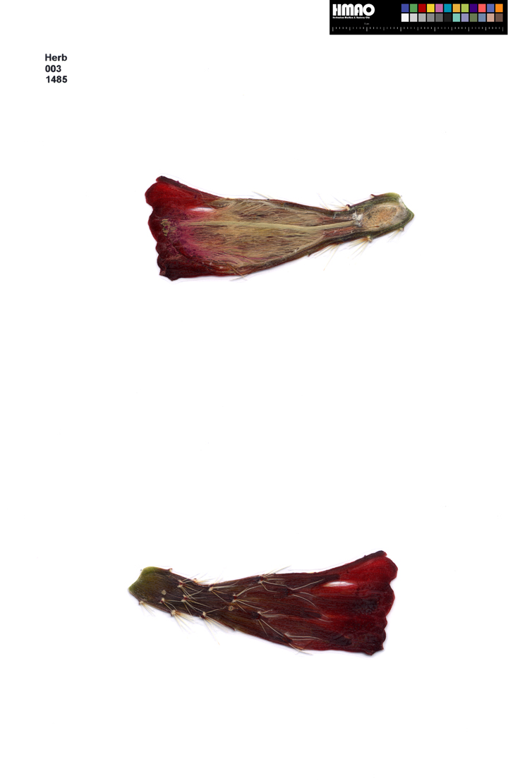 HMAO-003-1485 - Echinocereus mojavensis, USA, Arizona, Moran Point