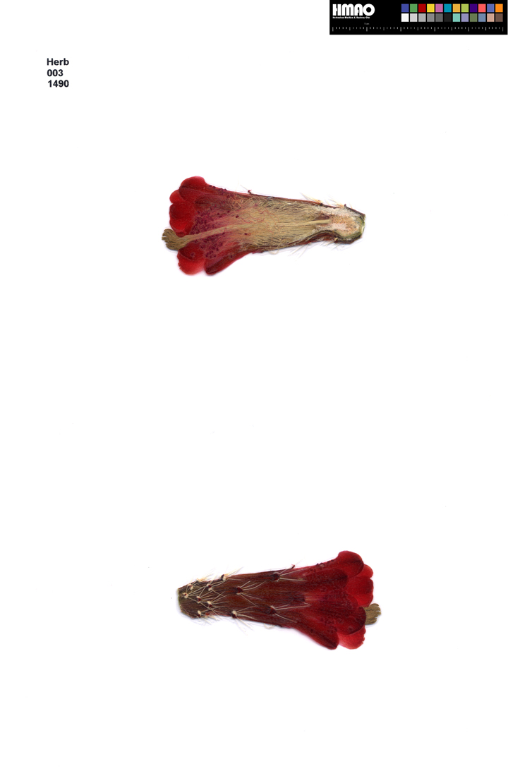 HMAO-003-1490 - Echinocereus mojavensis, USA, Arizona, Navajo Co.