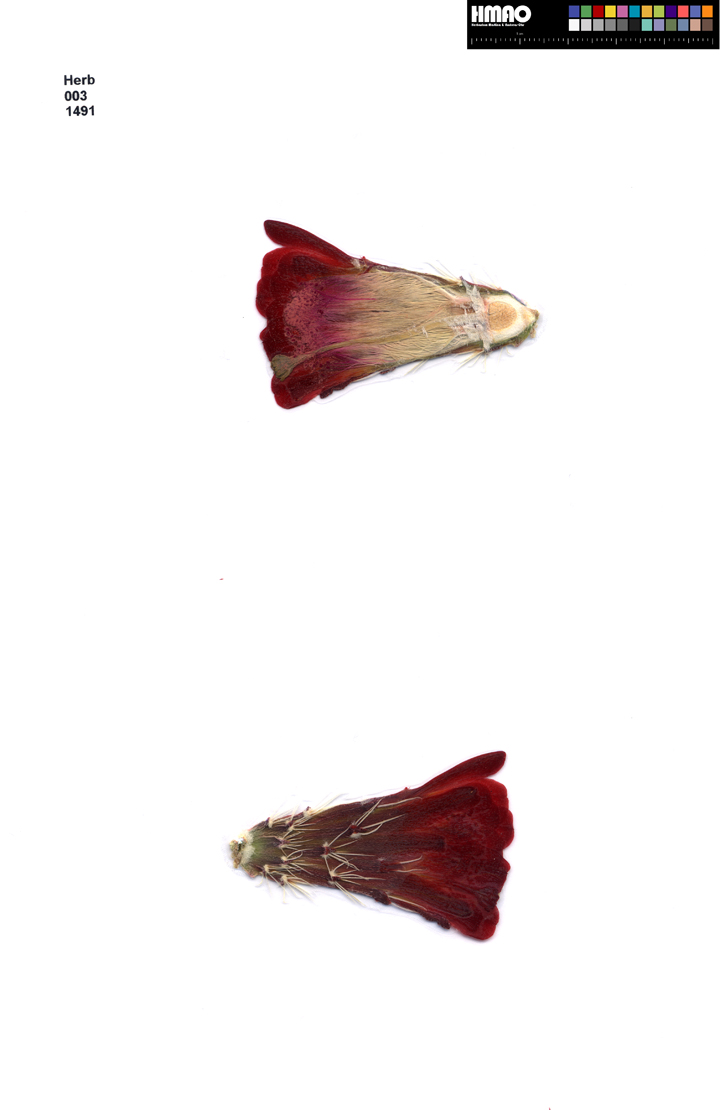 HMAO-003-1491 - Echinocereus mojavensis, USA, Arizona, Navajo Co.