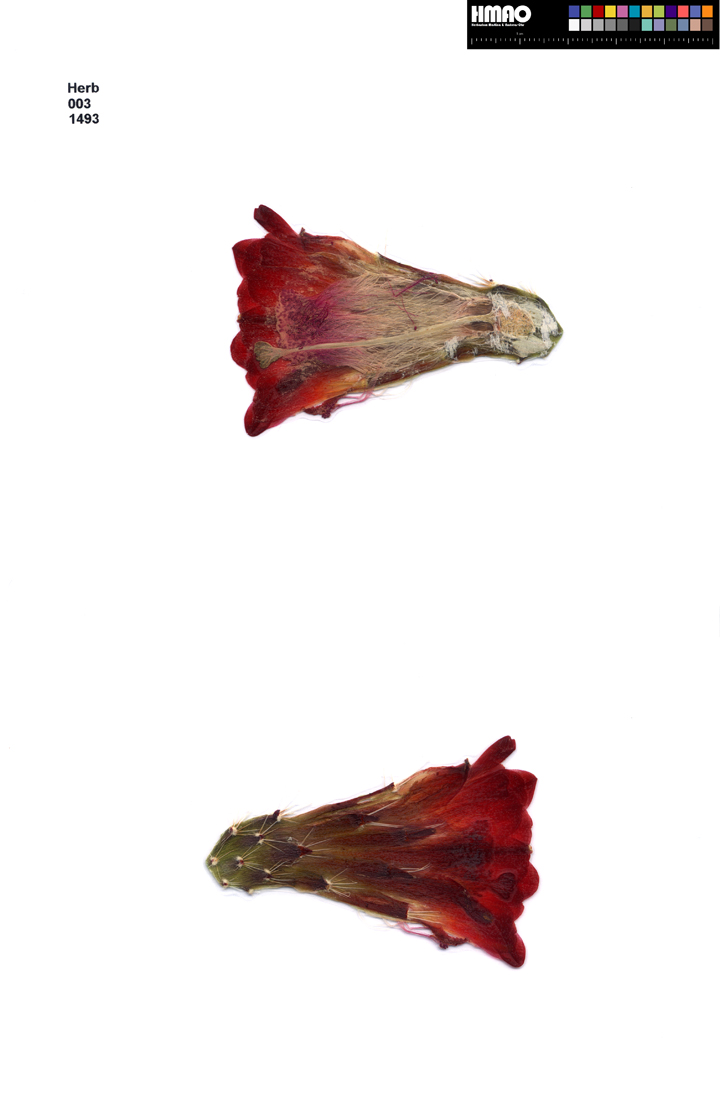 HMAO-003-1493 - Echinocereus mojavensis, USA, Arizona, Navajo Co.