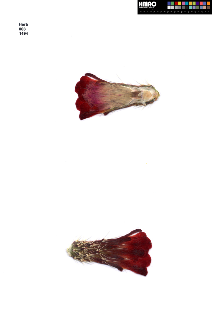 HMAO-003-1494 - Echinocereus mojavensis, USA, Arizona, Navajo Co.