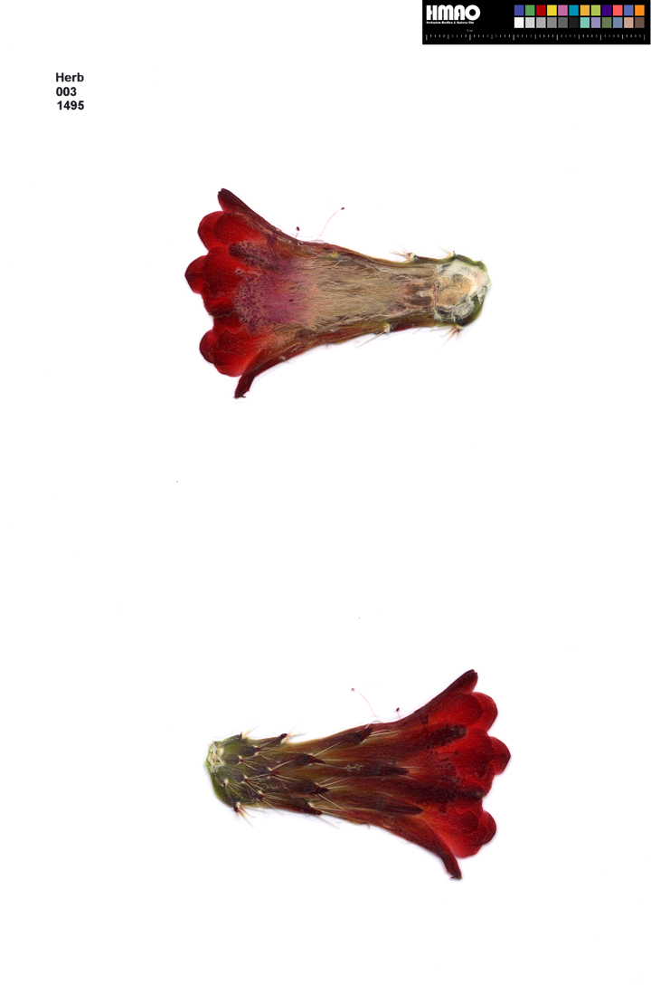 HMAO-003-1495 - Echinocereus mojavensis, USA, Arizona, Navajo Co.