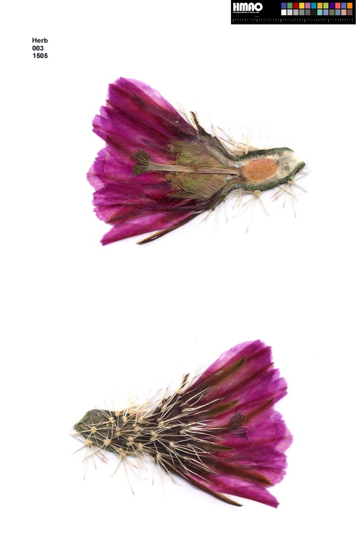 HMAO-003-1505 - Echinocereus engelmannii, USA, Arizona, Coconino Co.
