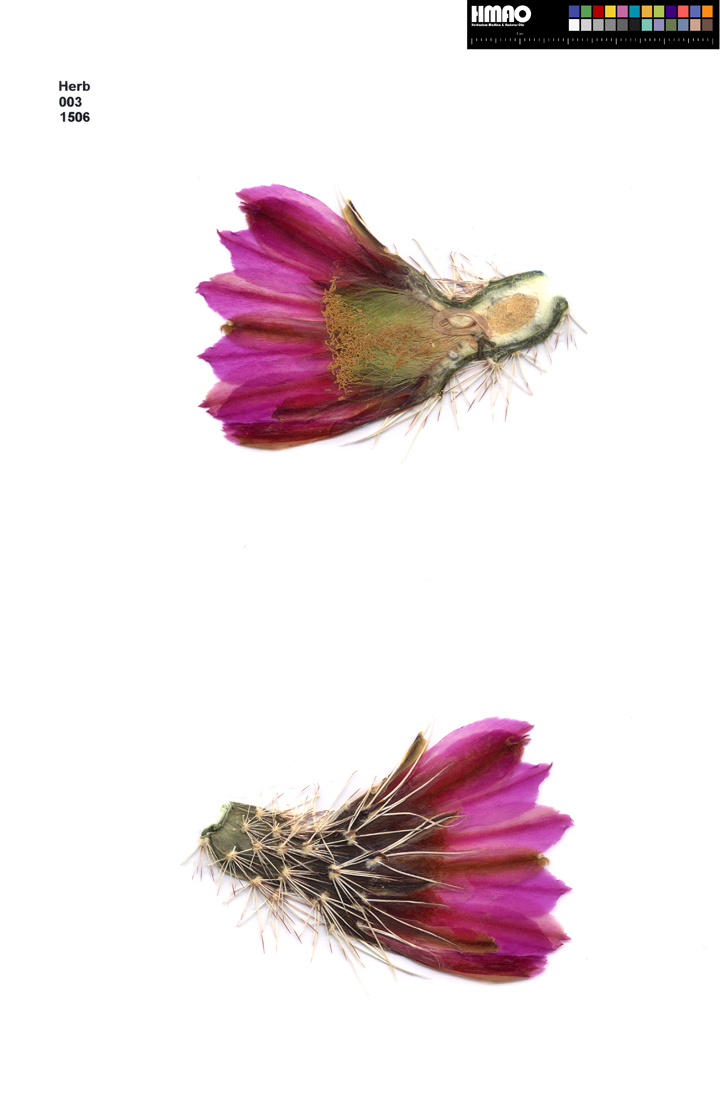 HMAO-003-1506 - Echinocereus engelmannii decumbens, USA, Arizona, Toroweap Point-Fredonia