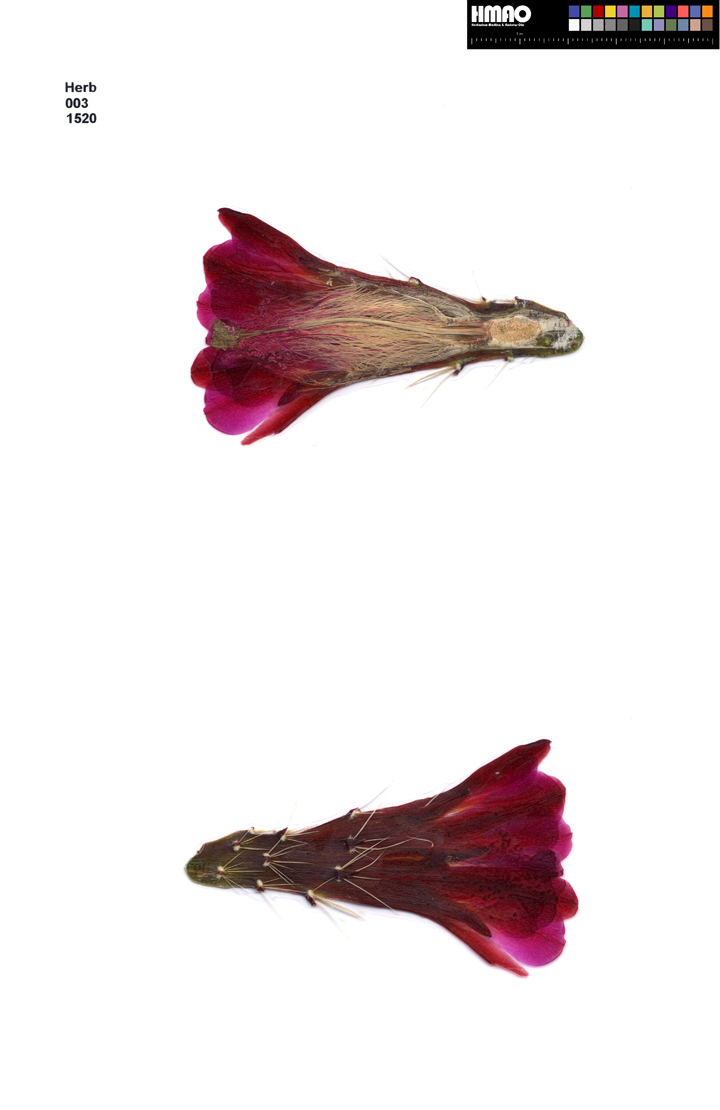 HMAO-003-1520 - Echinocereus mojavensis, USA, Utah, Bull's Eye