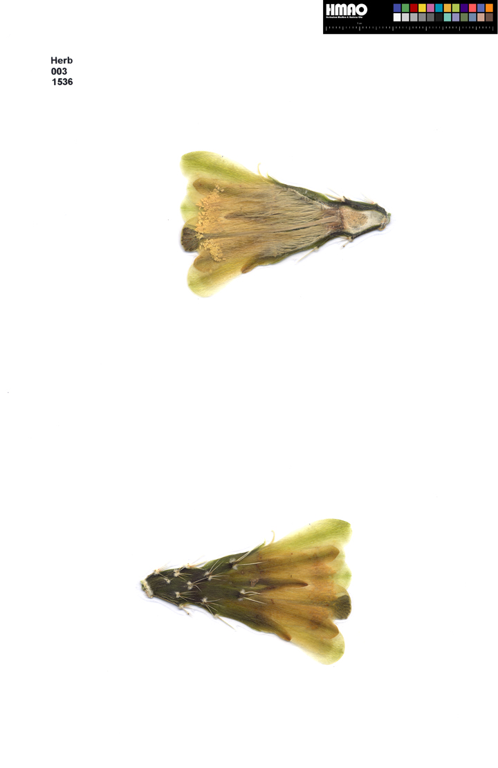 HMAO-003-1536 - Echinocereus mojavensis, USA, Utah, Bull's Eye