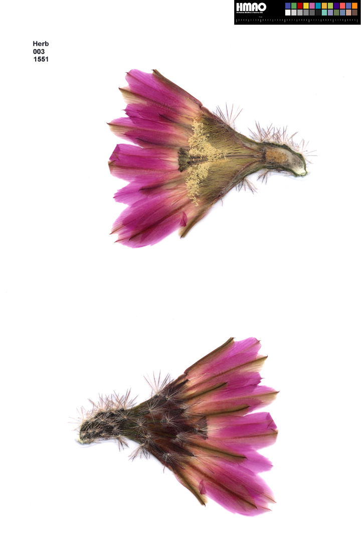 HMAO-003-1551 - Echinocereus reichenbachii, Mexico, Coahuila, Saltillo