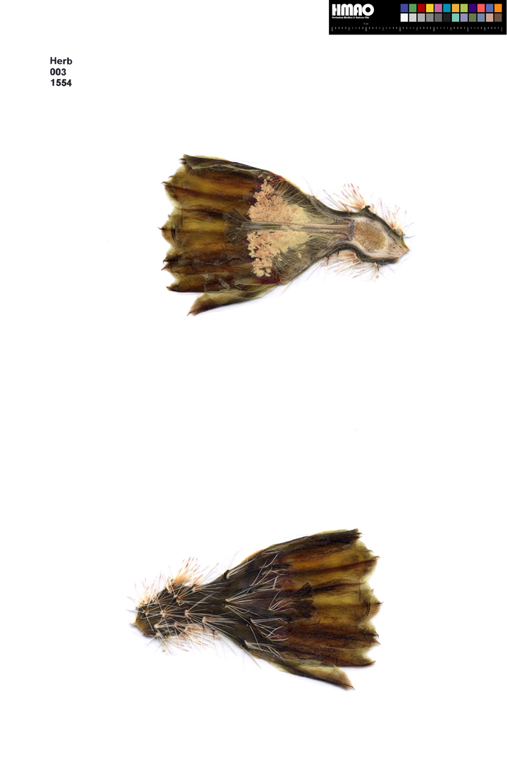 HMAO-003-1554 - Echinocereus papillosus, USA, Texas, La Gloria