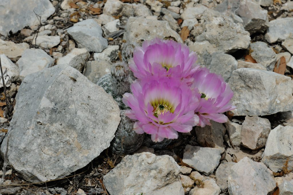 Echinocereus reichenbachii subsp. caespitosus, USA, Texas, Sutton Co.