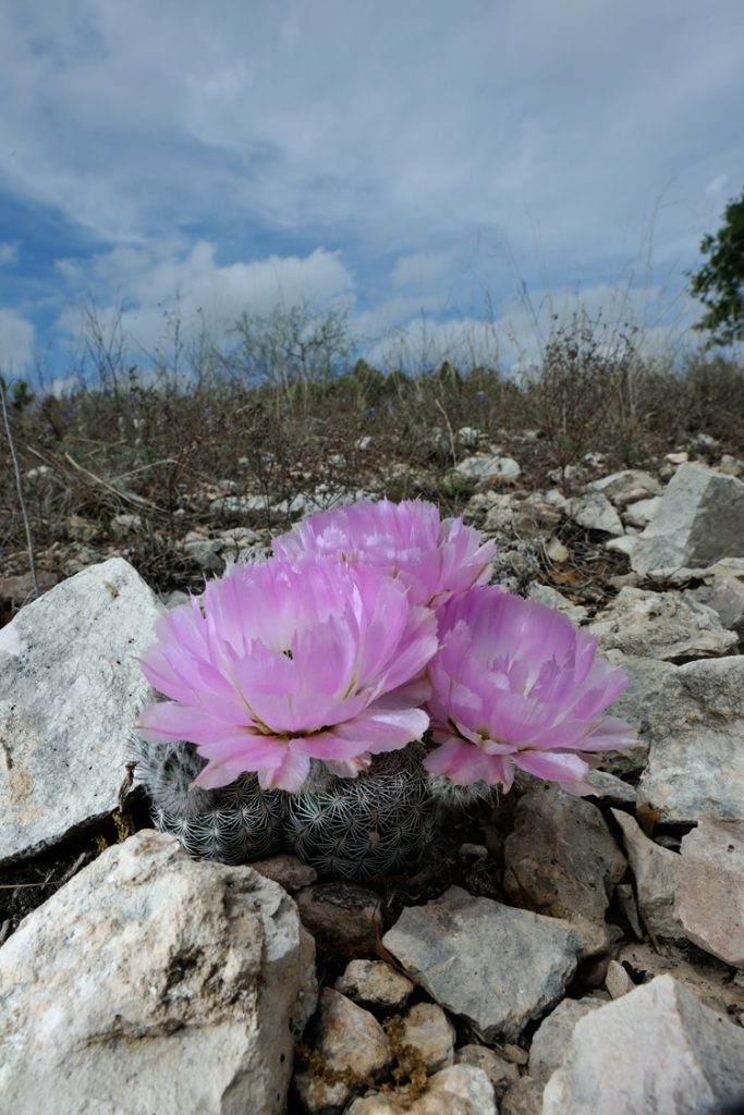 Echinocereus reichenbachii subsp. caespitosus, USA, Texas, Sutton Co.