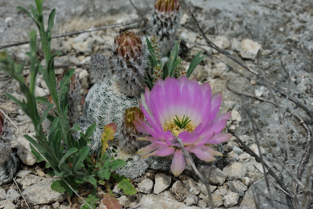 Echinocereus reichenbachii subsp. caespitosus, USA, Texas, Sutton Co.