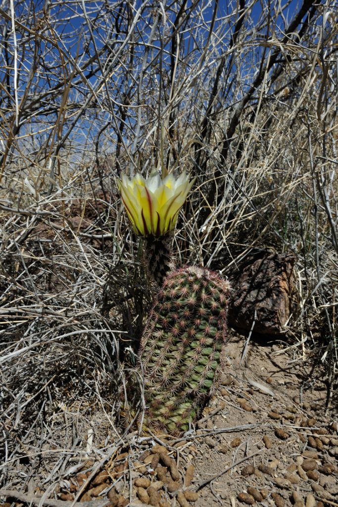 Echinocereus perplexus, USA, Texas, Reeves Co.