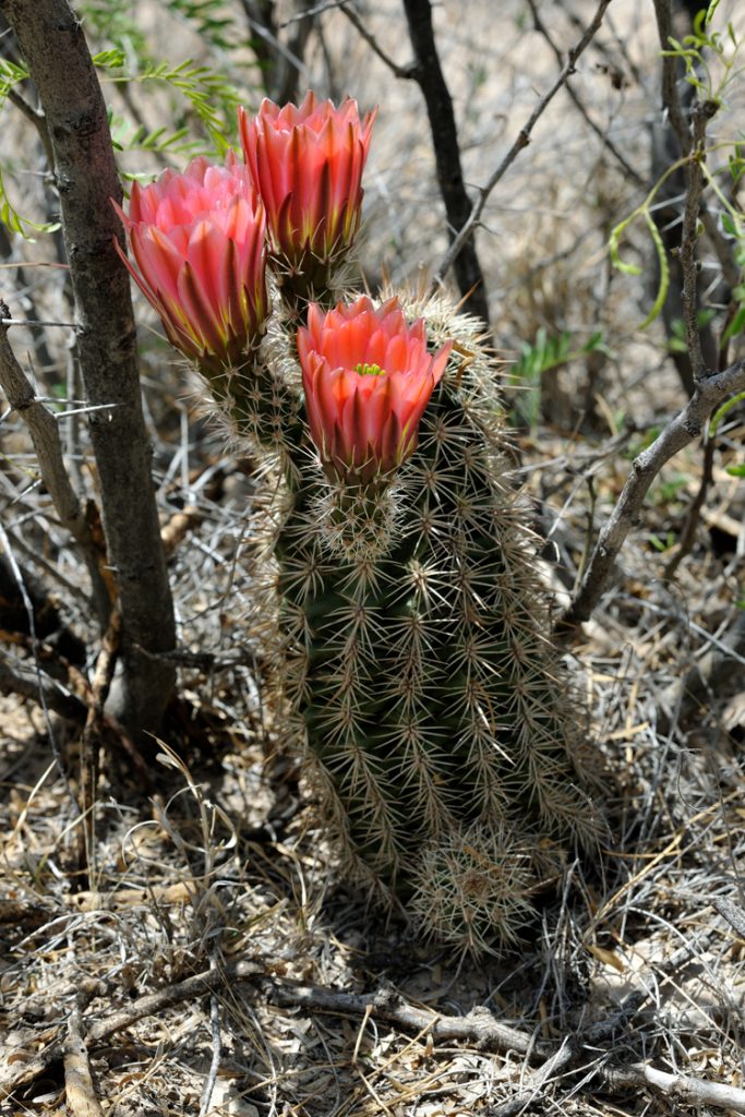 Echinocereus xlloydii, USA, Texas, Pecos Co.