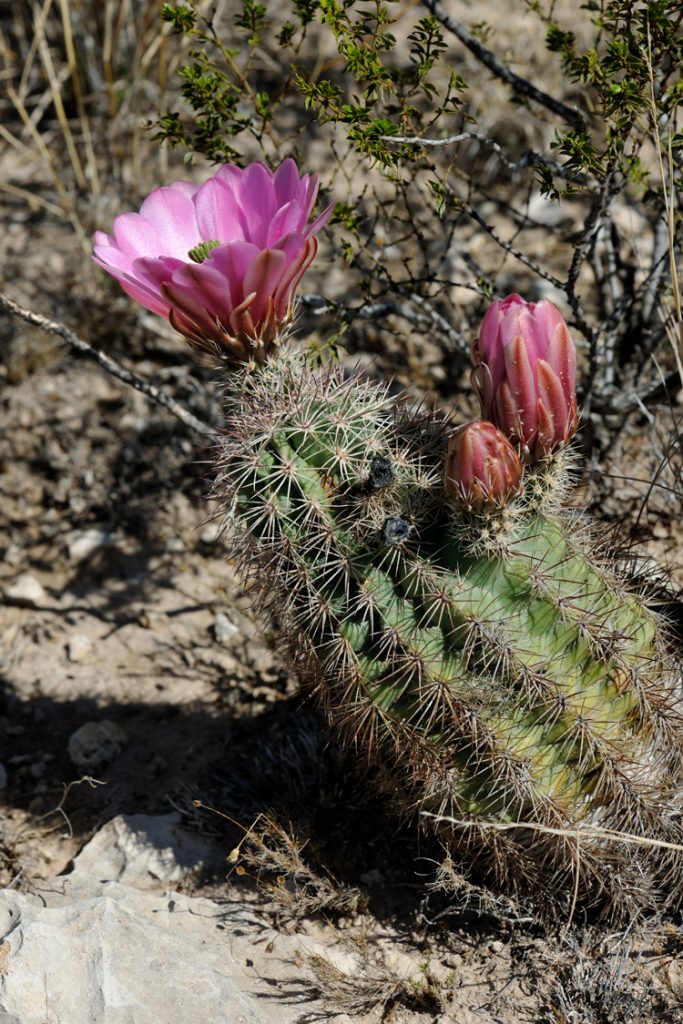 Echinocereus xlloydii, USA, Texas, Pecos Co.